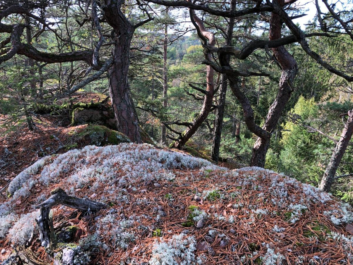 Mysig Och Modern Stuga Pa Snoegard, Naera Havet Och Naturen Lur  Exteriér fotografie