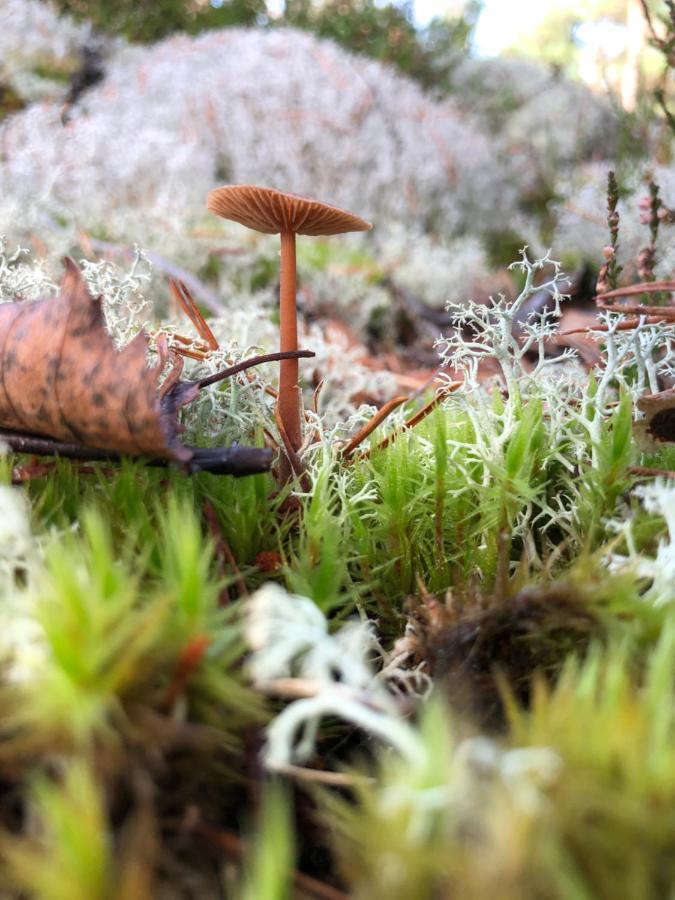 Mysig Och Modern Stuga Pa Snoegard, Naera Havet Och Naturen Lur  Exteriér fotografie